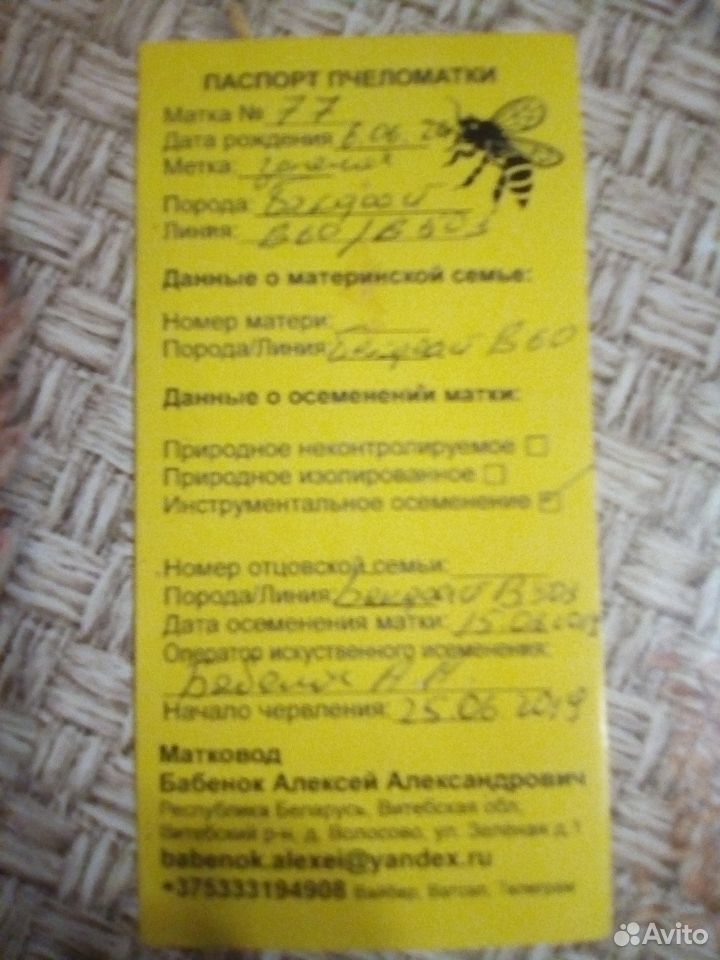 Пчёло-пакеты Бакфаст купить на Зозу.ру - фотография № 3