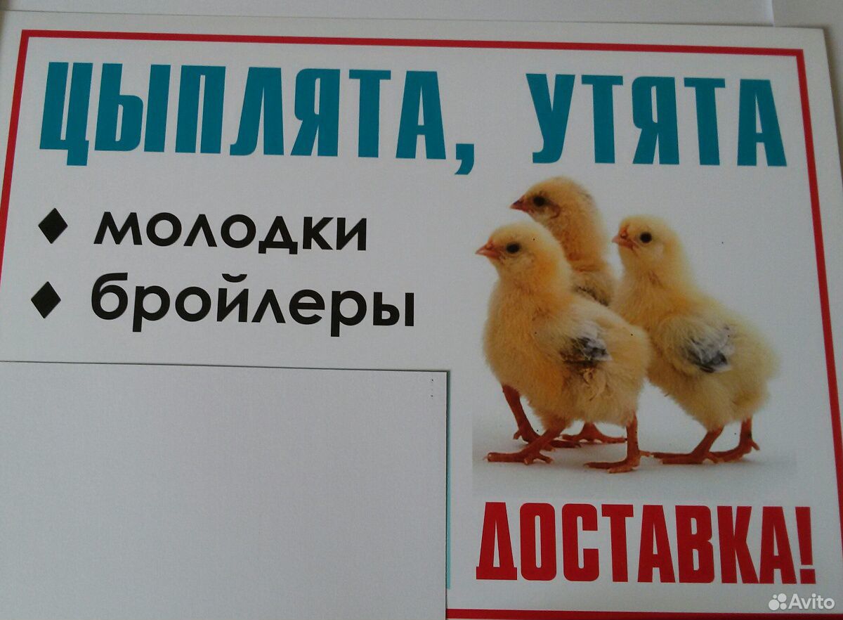 Цыплята, утята купить на Зозу.ру - фотография № 2
