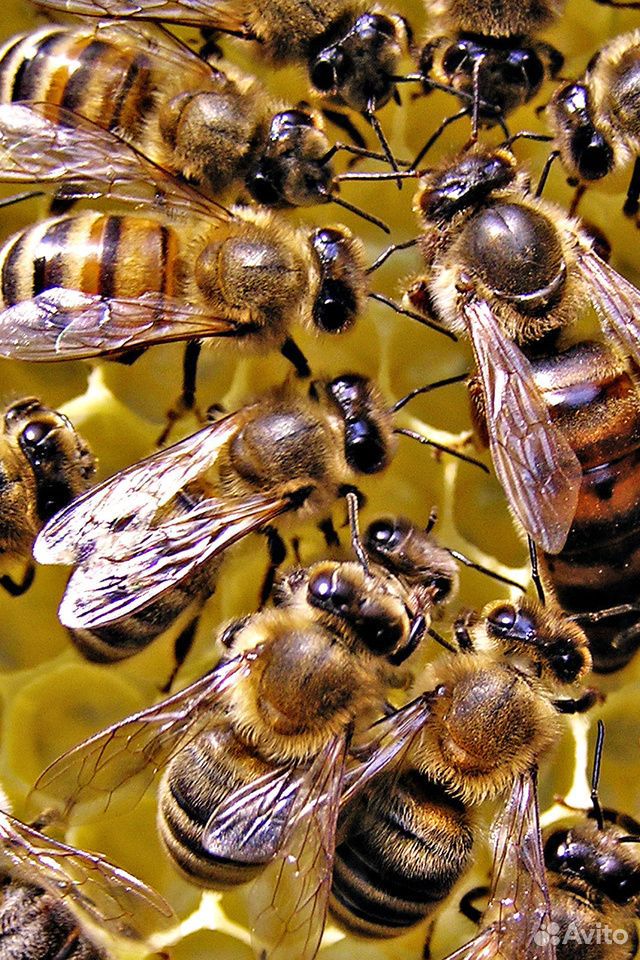 Пчелосемьи рутовские купить на Зозу.ру - фотография № 1
