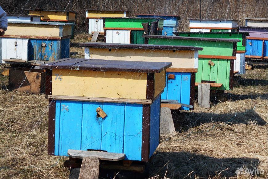 Утепленные ульи с карпатскими пчелами купить на Зозу.ру - фотография № 1