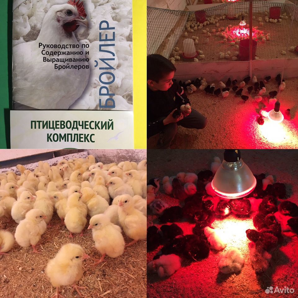 Продаются цыплята бройлеры Кобб500,индюшата мясных купить на Зозу.ру - фотография № 4