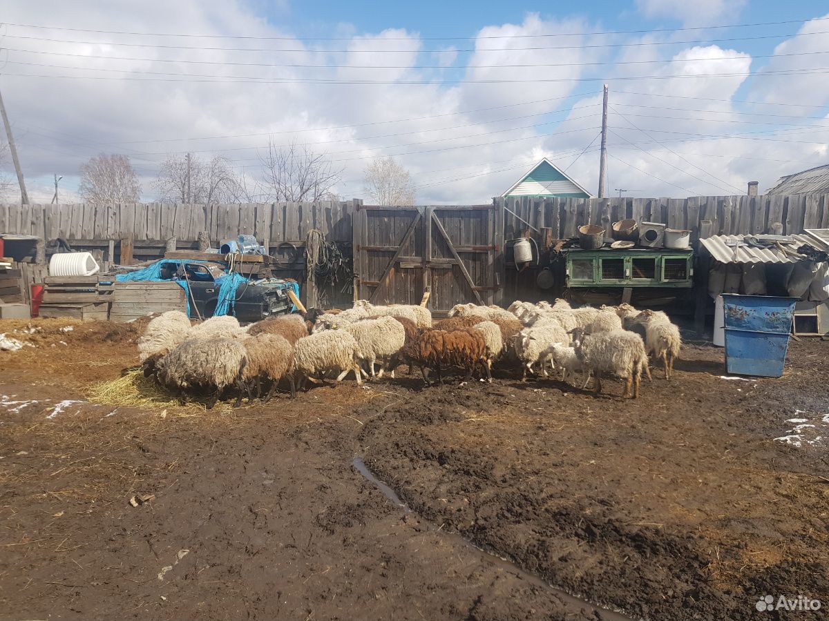 Продам овец, г Тайшет купить на Зозу.ру - фотография № 1