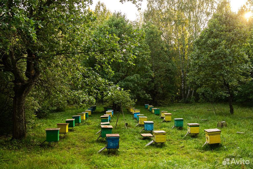 Пчелосемьи 3000 купить на Зозу.ру - фотография № 1