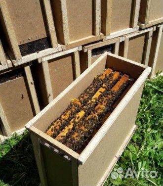 Пчело-пакеты, пчело-семьи купить на Зозу.ру - фотография № 1