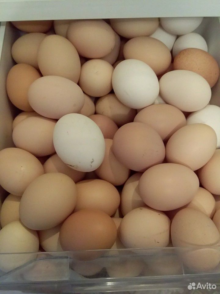 Продам петуха,так же продаю куриное и утиное яйцо купить на Зозу.ру - фотография № 2
