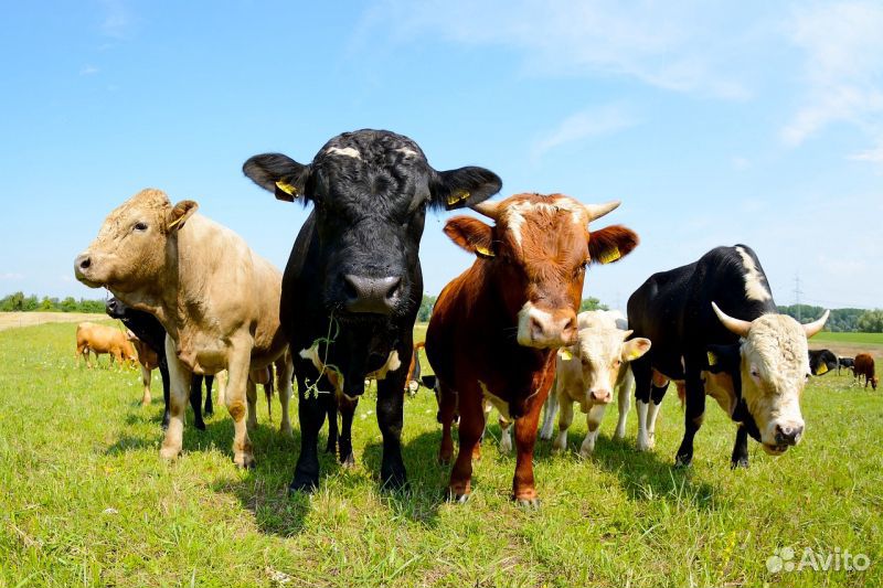Корова и два теленка купить на Зозу.ру - фотография № 1