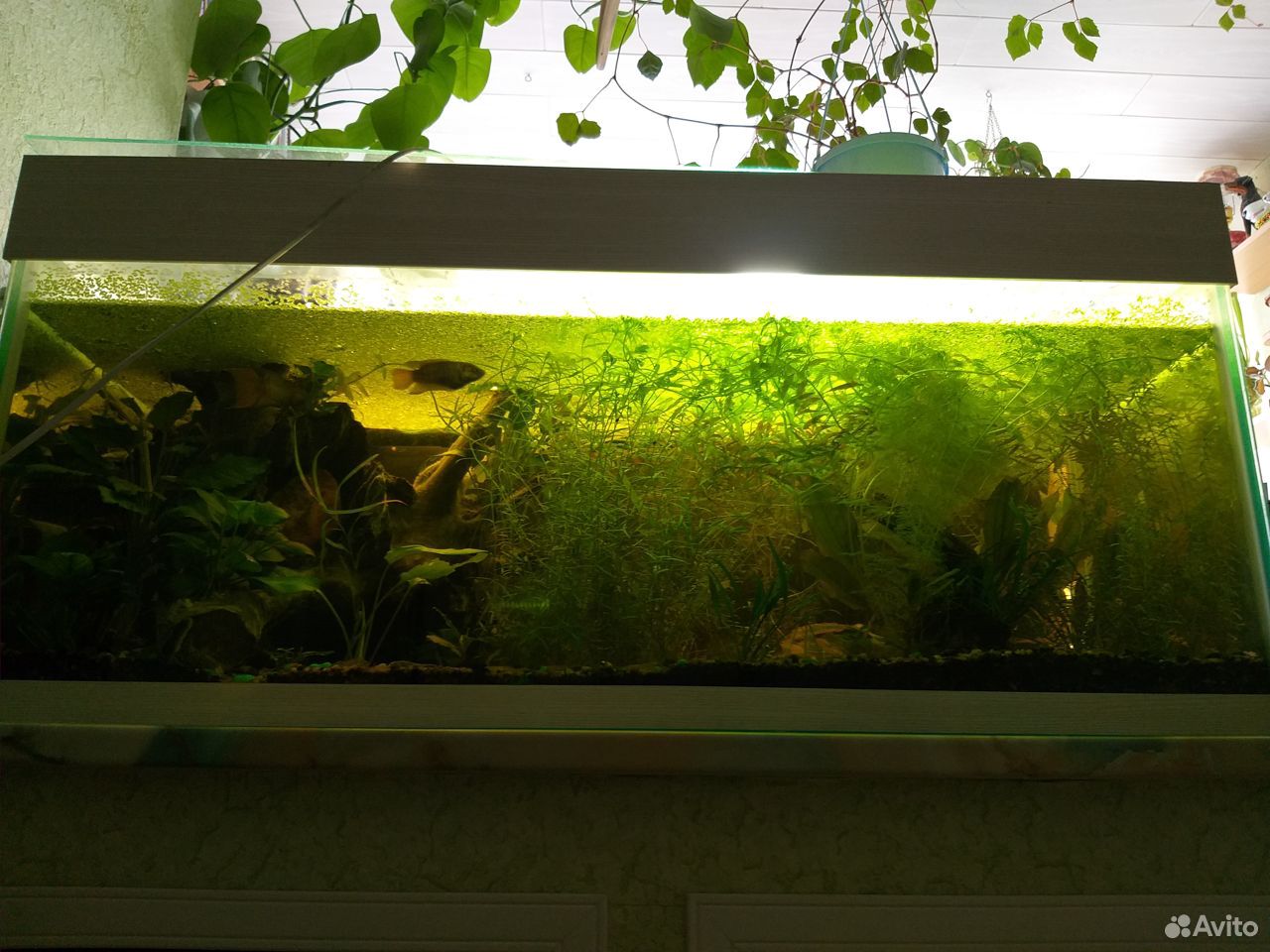 Аквариумное растение, аквариум купить на Зозу.ру - фотография № 1