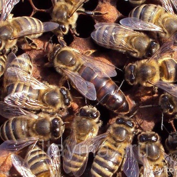 Пчеломатки 2020 купить на Зозу.ру - фотография № 2