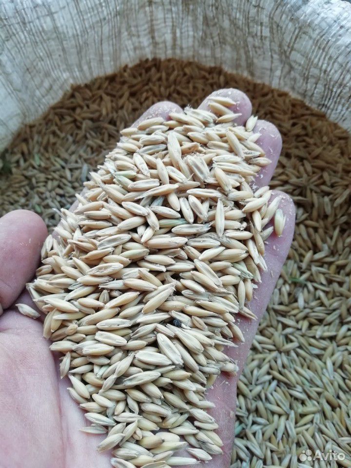 Пшеница, овёс, дробленка купить на Зозу.ру - фотография № 2