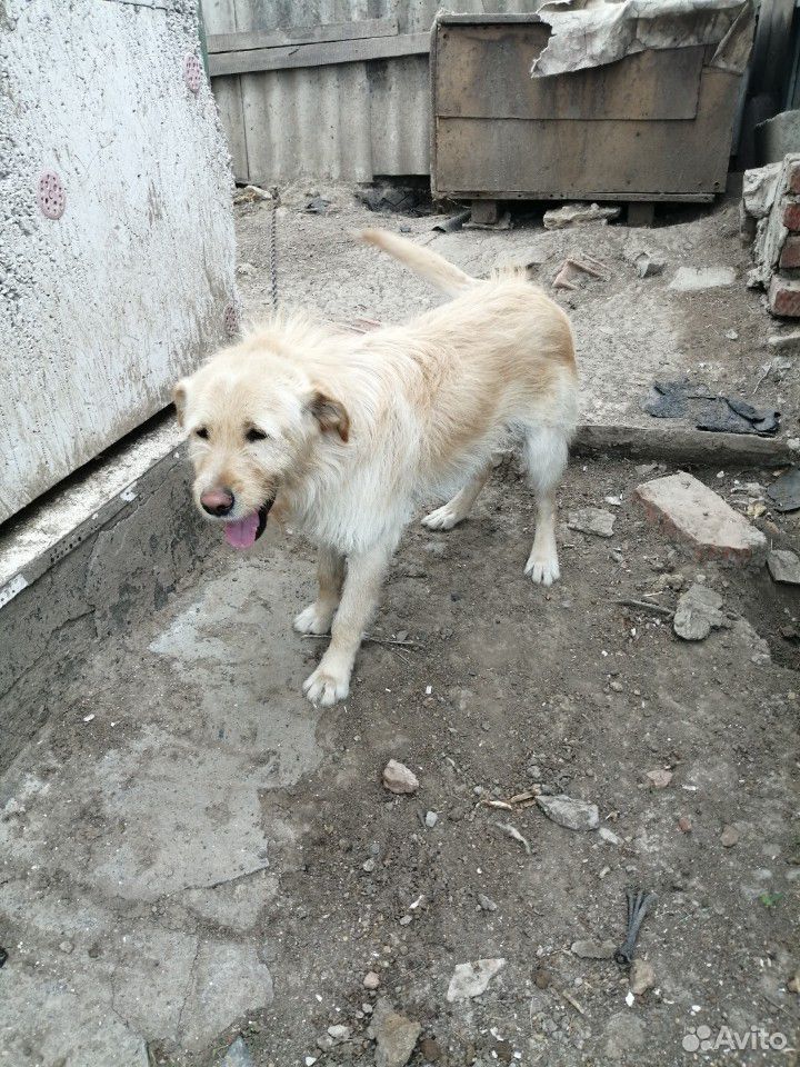 Собака купить на Зозу.ру - фотография № 3