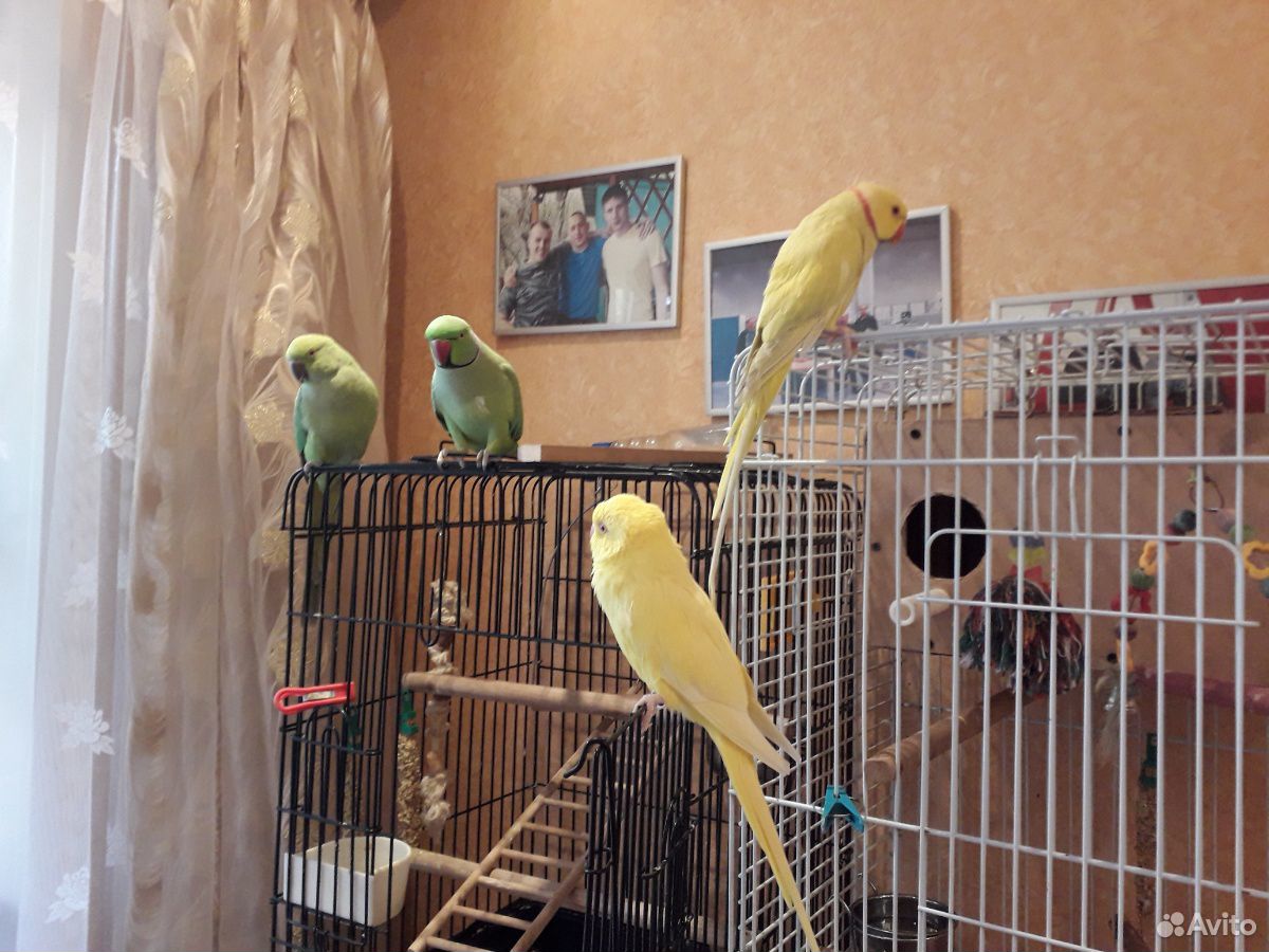 Ожереловый попугай(самочка) жёлтая купить на Зозу.ру - фотография № 9