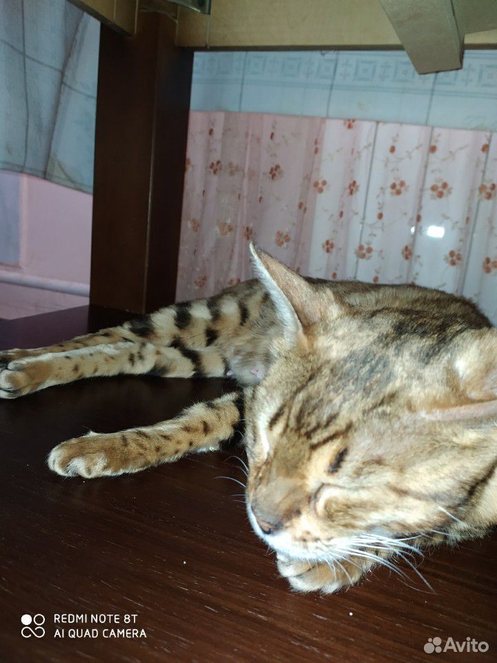 Кошка Бенганльская купить на Зозу.ру - фотография № 3