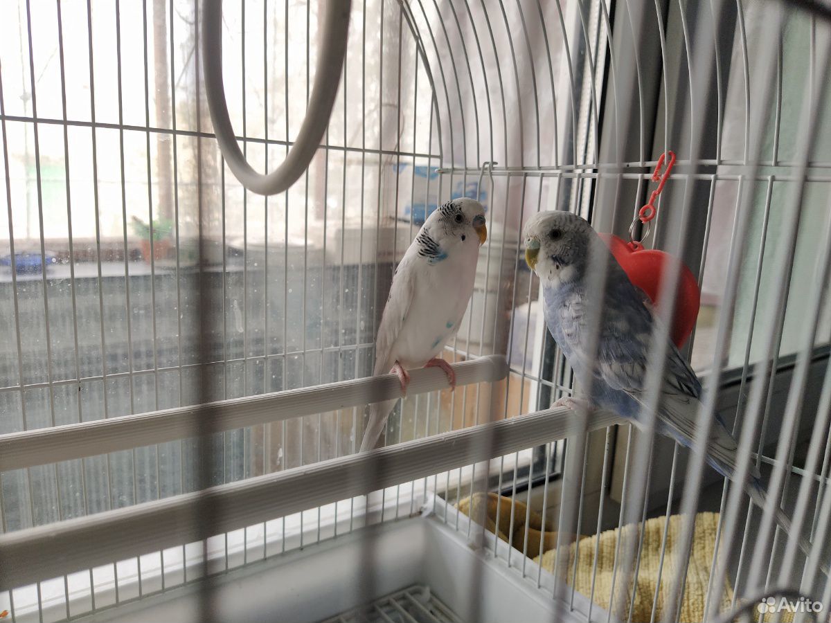 Продам волнистых попугаев купить на Зозу.ру - фотография № 1