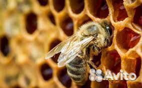Зимовалые пчелы купить на Зозу.ру - фотография № 1