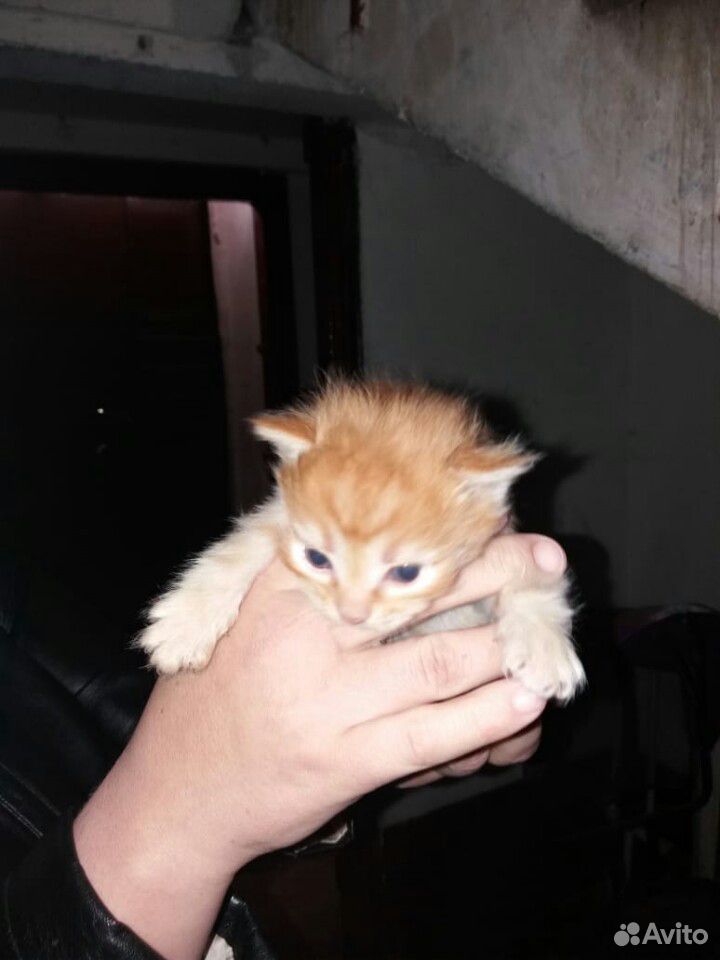 Отдадим котят в добрые руки купить на Зозу.ру - фотография № 4