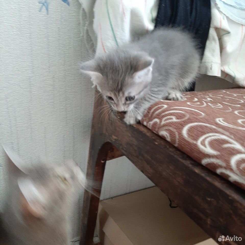 Котенок купить на Зозу.ру - фотография № 8