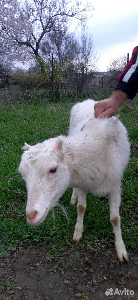 Продаеться коза молодая коза один окот купить на Зозу.ру - фотография № 1