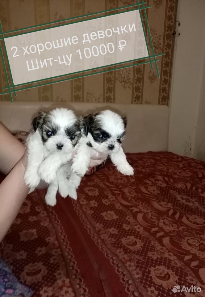 Готовятся к продаже щенки породы Шит-цу в г. Армав купить на Зозу.ру - фотография № 2