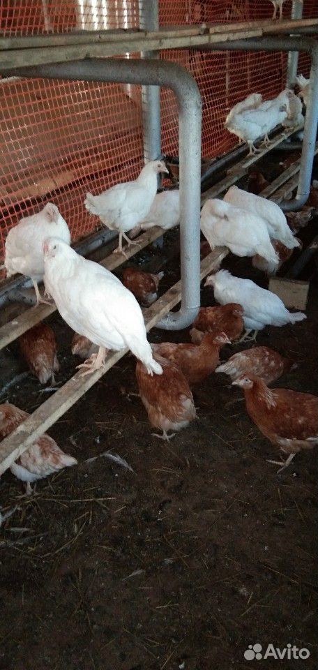 Курицы-несушки: белые и коричневые купить на Зозу.ру - фотография № 1