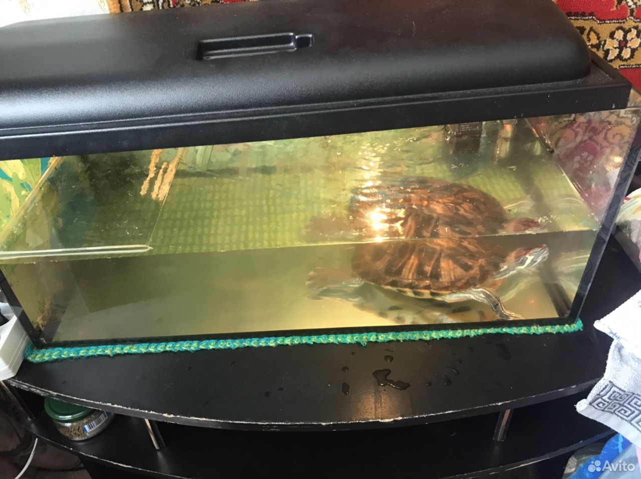 Черепаха краусноухая с аквариумом 60л купить на Зозу.ру - фотография № 2