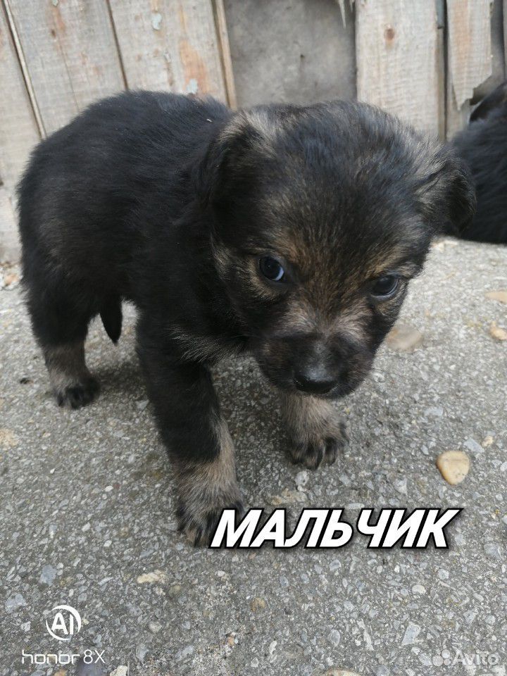 Отдам щенков купить на Зозу.ру - фотография № 2