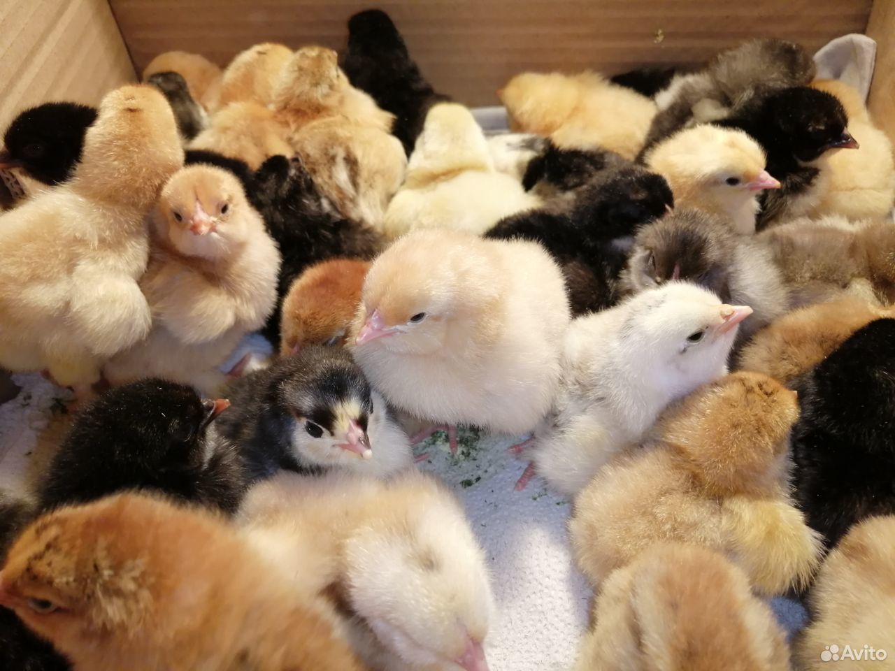 В продаже суточные цыплята кохинхин купить на Зозу.ру - фотография № 2
