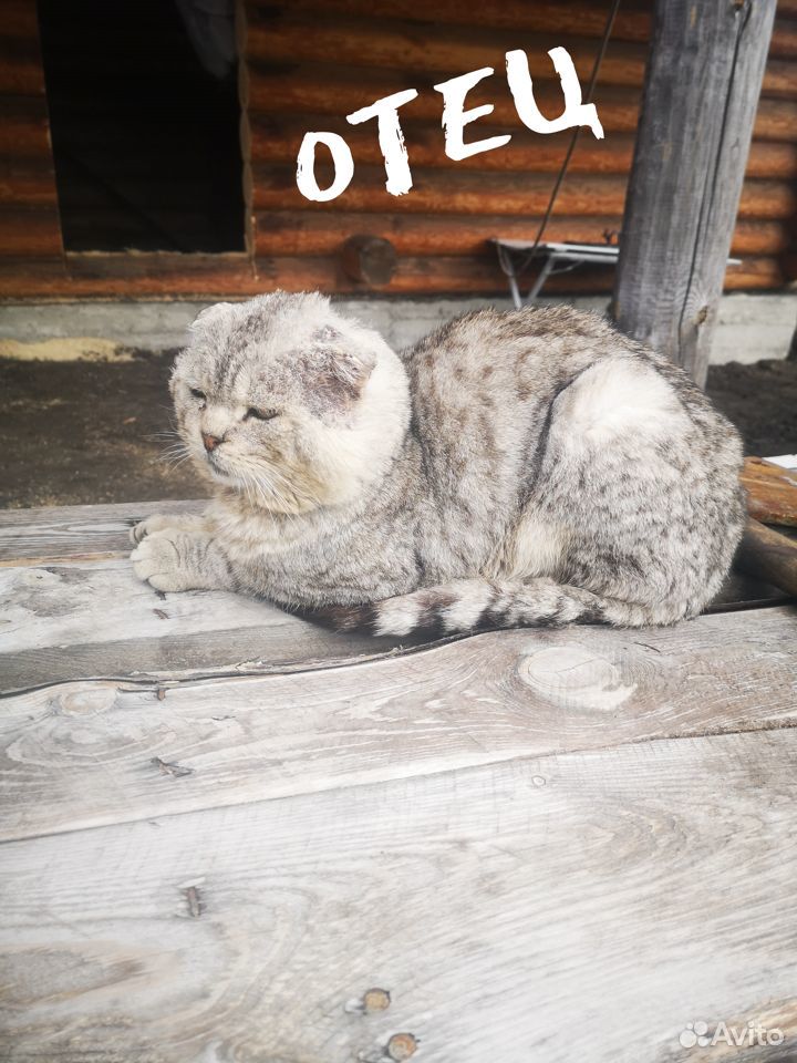 Британские котята С приданным купить на Зозу.ру - фотография № 5