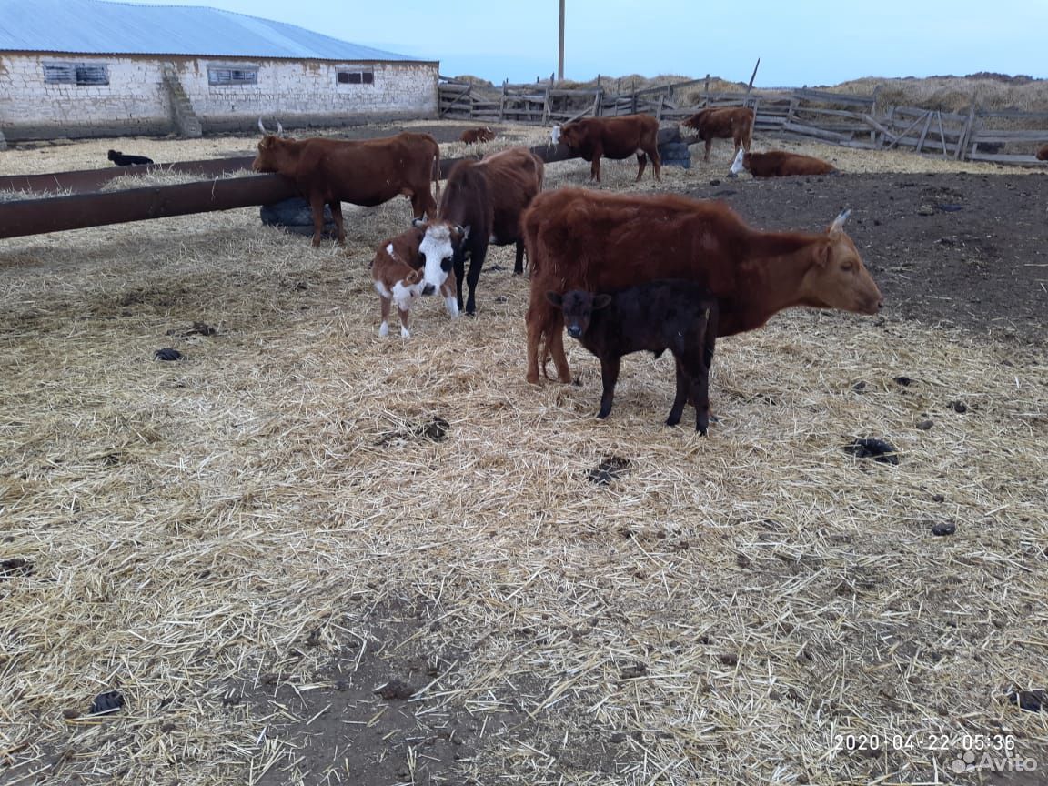 Продаются молодые коровы с телятами купить на Зозу.ру - фотография № 9
