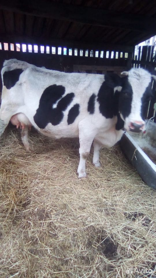 Продам стельную корову, отёл в мае, добрая спокойн купить на Зозу.ру - фотография № 1