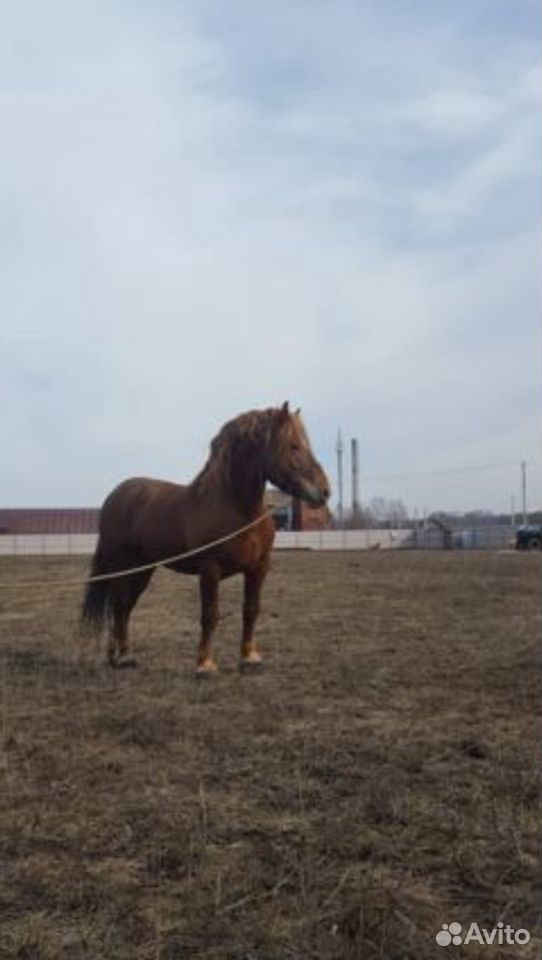 Лошадь, жеребец купить на Зозу.ру - фотография № 2