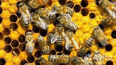 Пакет пчёл купить на Зозу.ру - фотография № 1