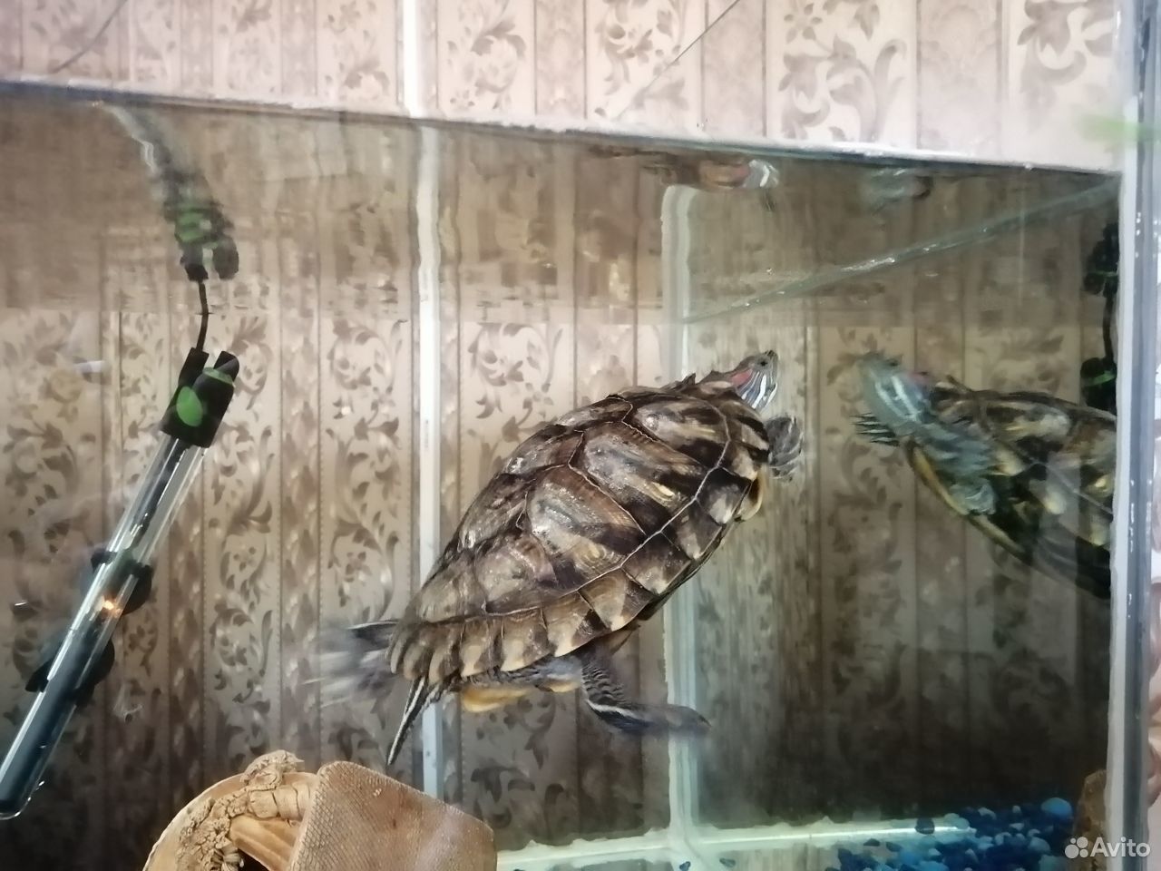 Красноухие черепахи с аквариумом на 200 литров купить на Зозу.ру - фотография № 2