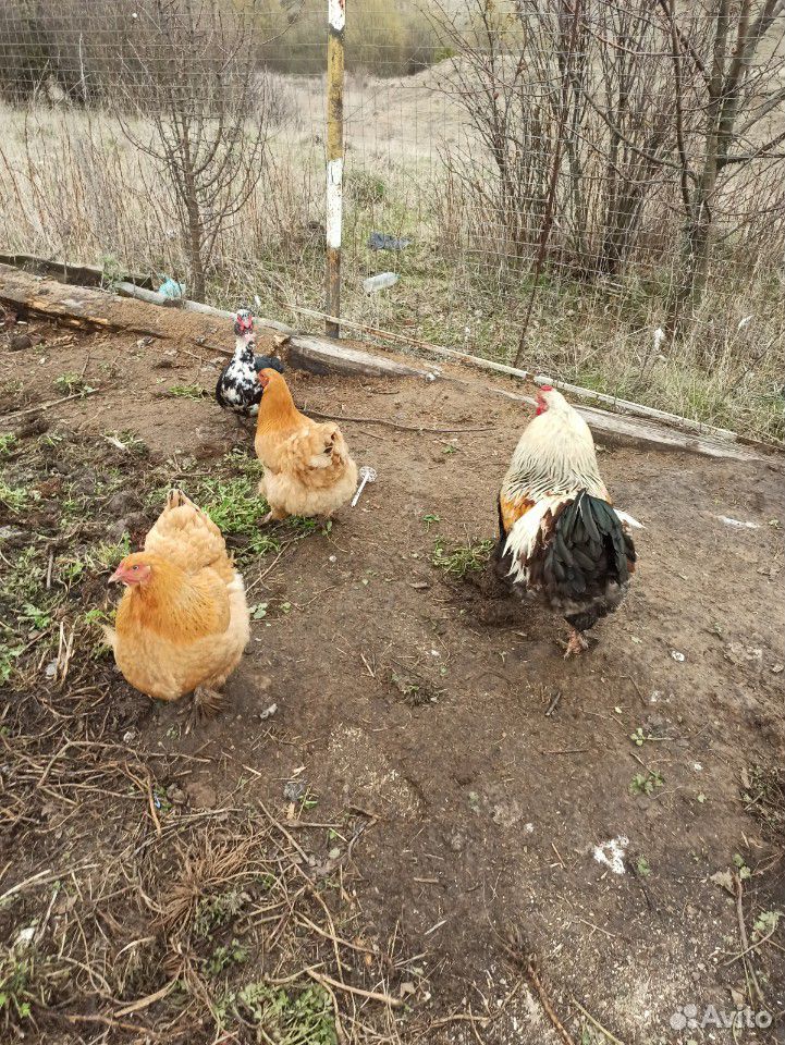 Порода Брама семья-петух и две курицы купить на Зозу.ру - фотография № 1