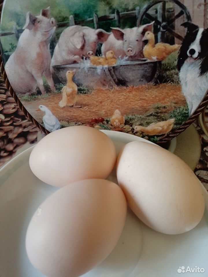 Продам свежие яйца от домашних кур купить на Зозу.ру - фотография № 1