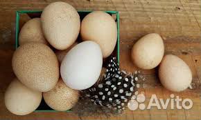 Цесариное яйцо купить на Зозу.ру - фотография № 2