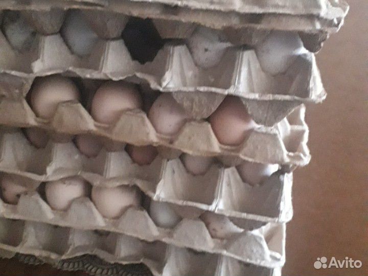 Яйца на инкубатор купить на Зозу.ру - фотография № 1
