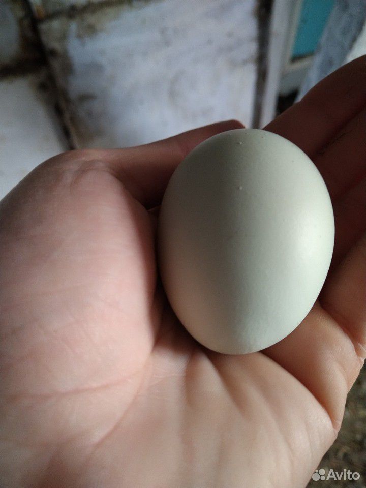 Инкубацинное яйцо Легбар купить на Зозу.ру - фотография № 4