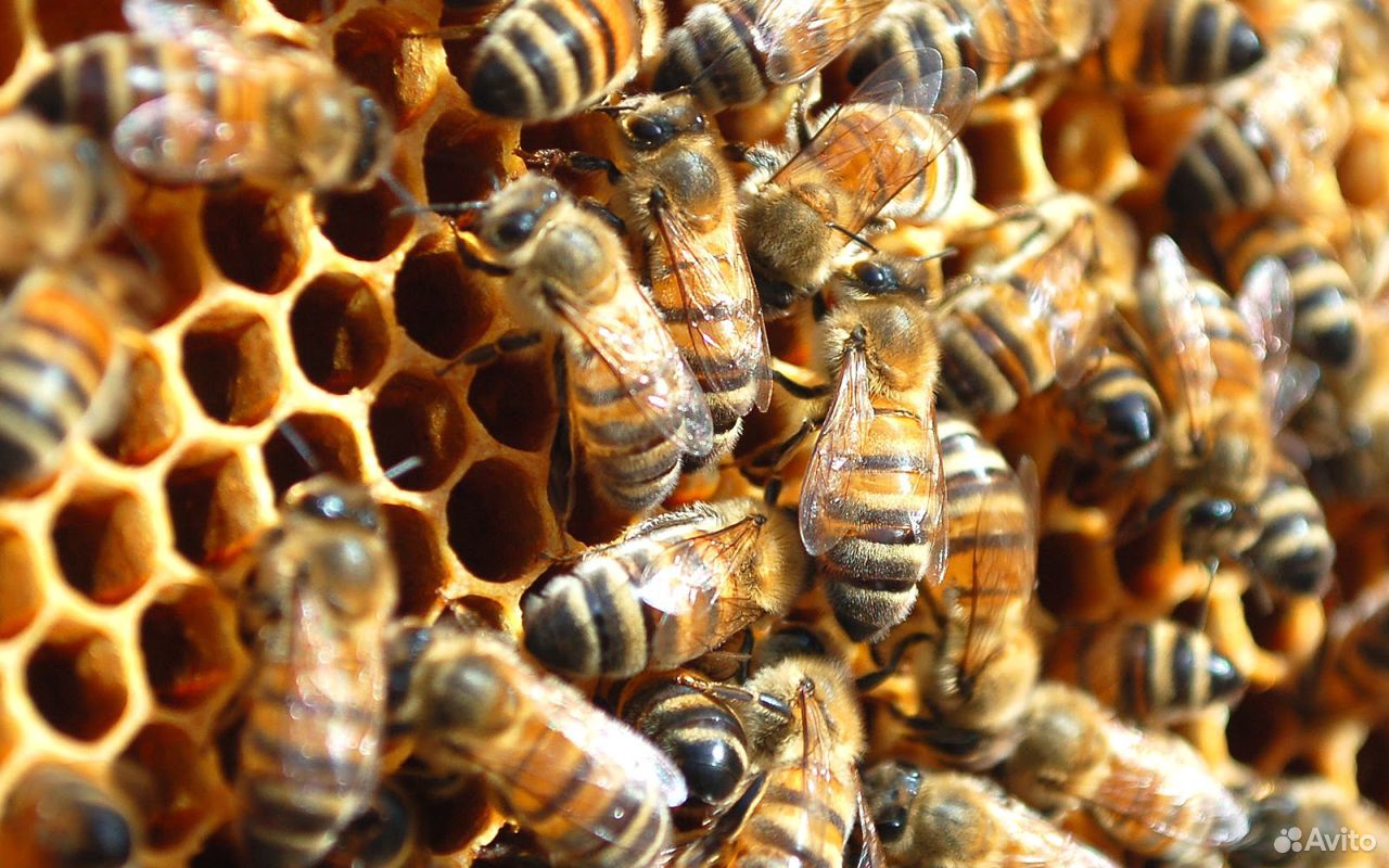 Продам 5 пчелосемей купить на Зозу.ру - фотография № 1