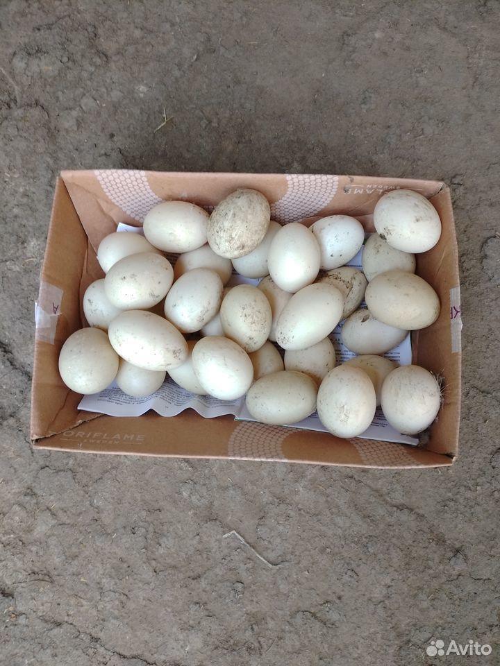 Яйцо инкубационное мускусной утки (индоутки) купить на Зозу.ру - фотография № 1