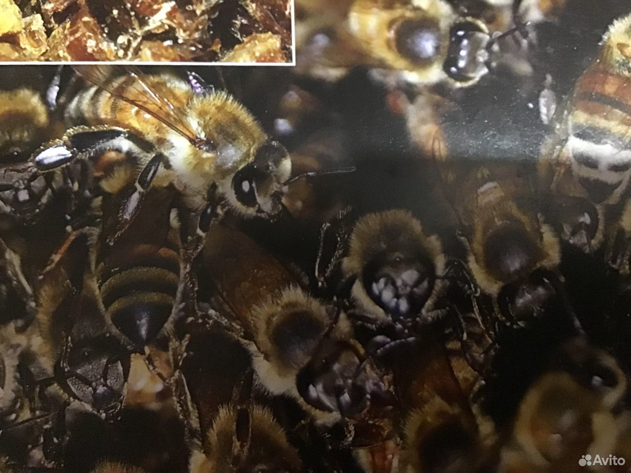 Продажа пчелопакетов купить на Зозу.ру - фотография № 1