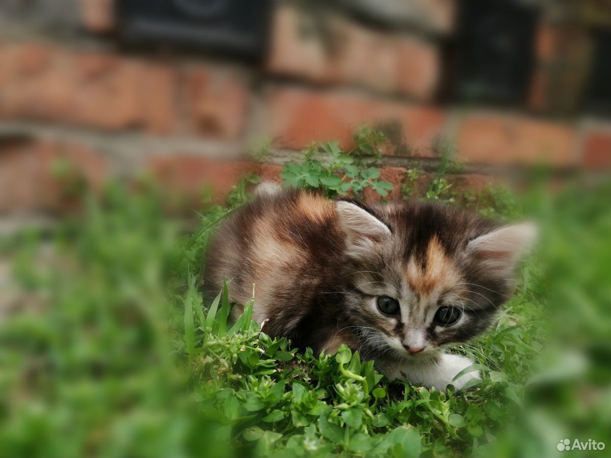 Котята сибирской кошки купить на Зозу.ру - фотография № 2