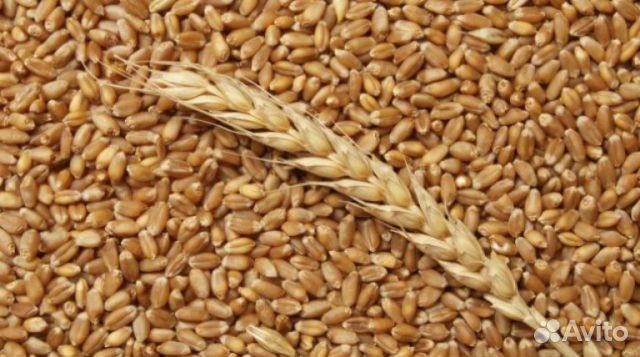 Пшеница & Овес купить на Зозу.ру - фотография № 1