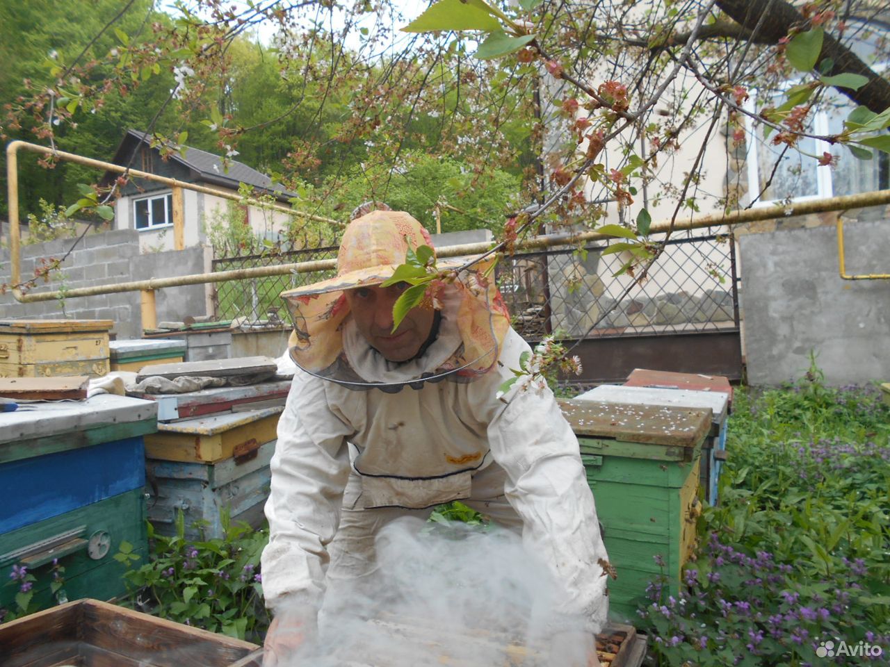 Пчелосемьи. Карника купить на Зозу.ру - фотография № 1