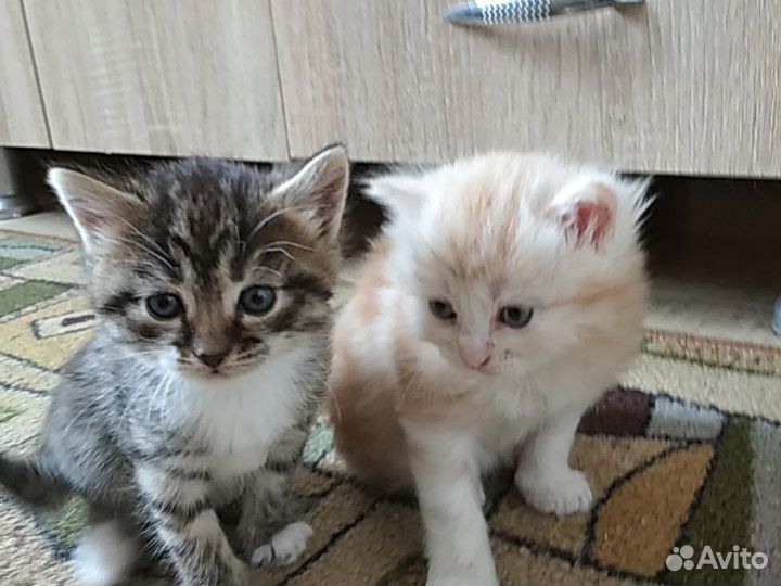 2 маленьких котика купить на Зозу.ру - фотография № 8