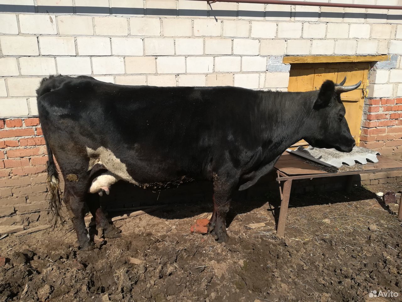 Корова на мясо купить на Зозу.ру - фотография № 2
