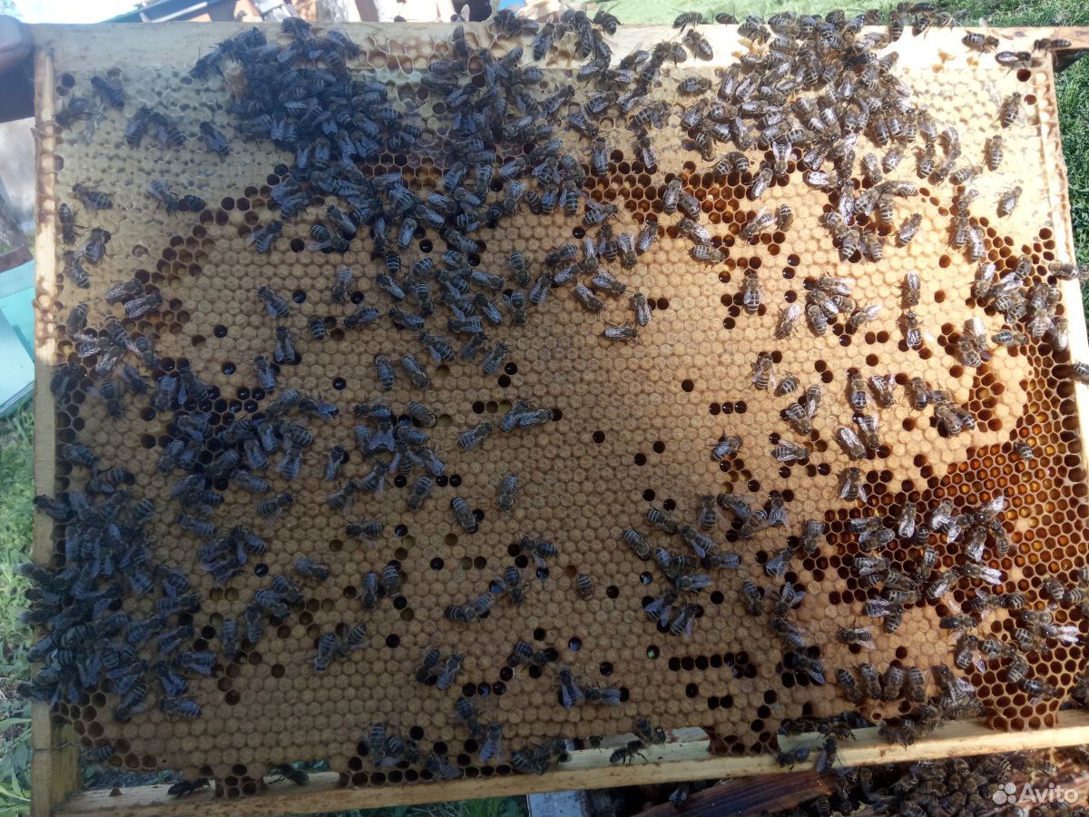Продам отводки и пчелосемьи породы Карника купить на Зозу.ру - фотография № 2