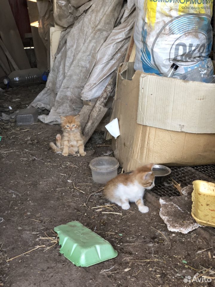 Рыжие котятки купить на Зозу.ру - фотография № 1