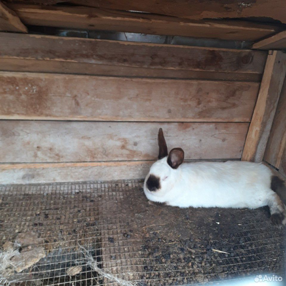 Кролики белые голландске и чёрный самец купить на Зозу.ру - фотография № 1