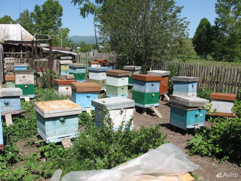 Пчелосемьи купить на Зозу.ру - фотография № 5