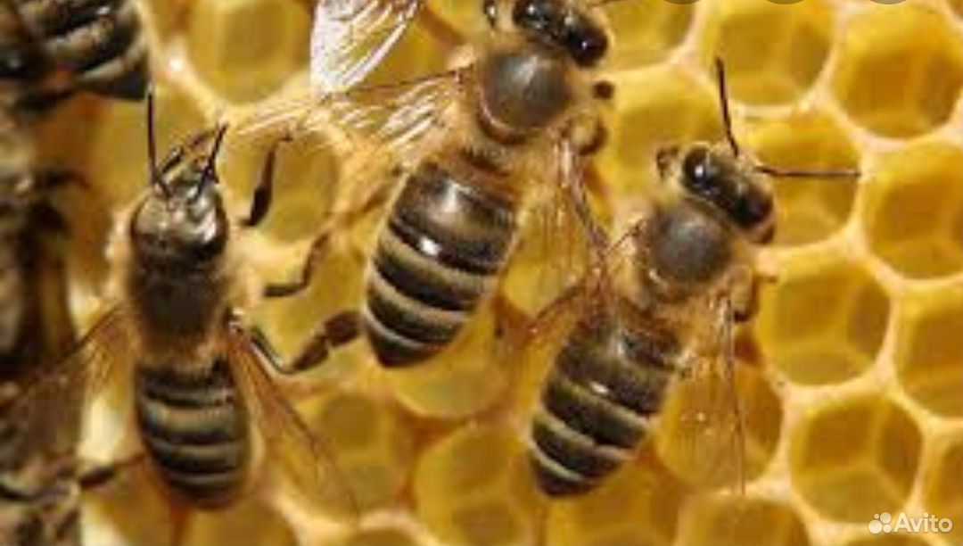 Пчелы пчелиная семья купить на Зозу.ру - фотография № 1